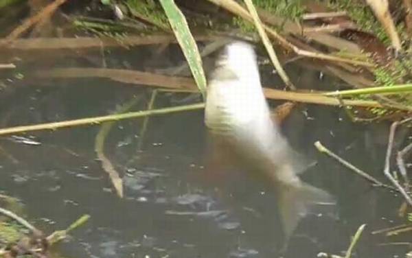 十二月钓鱼钓位怎么选择才好?