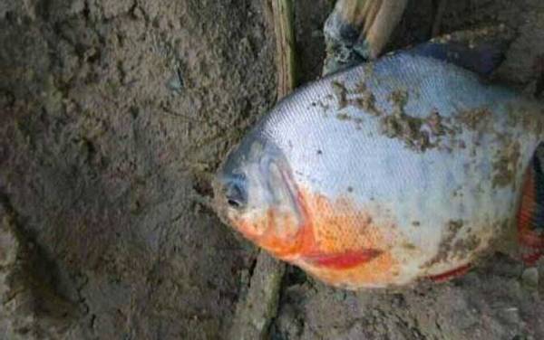 钓鲳鱼是钓底还是钓浮?