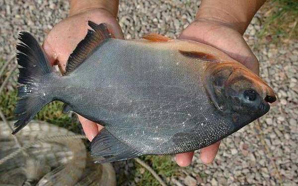 淡水白鲳鱼几月好钓?