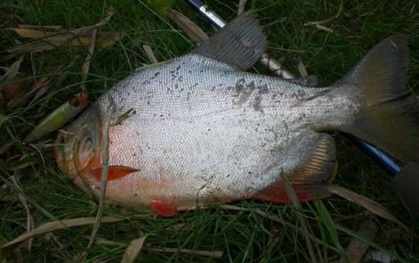 淡水白鲳怎么钓上鱼快?