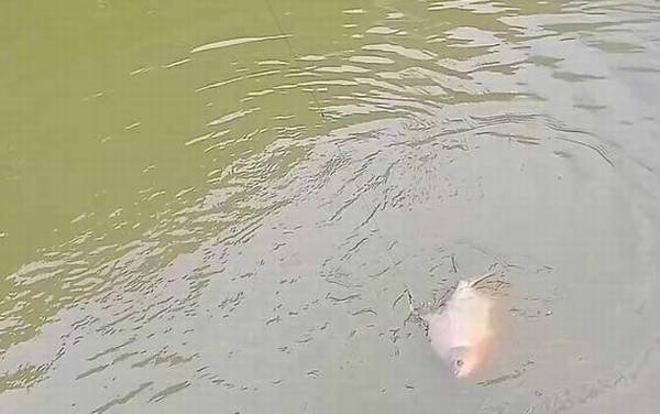 淡水白鲳能路亚钓吗?