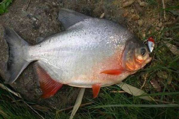 淡水白鲳能路亚钓吗?