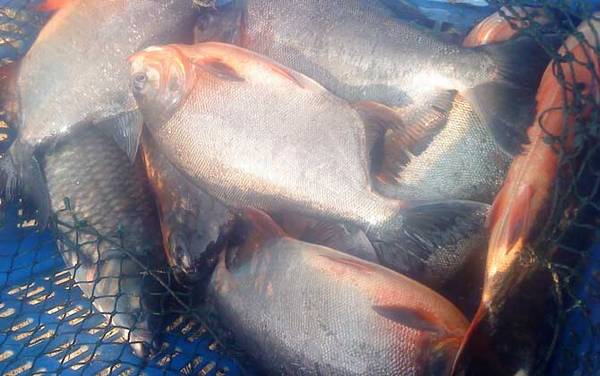 淡水白鲳能路亚钓吗?