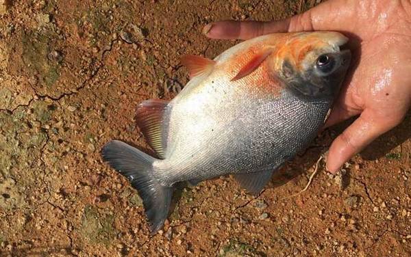 淡水白鲳是钓底还是钓浮?