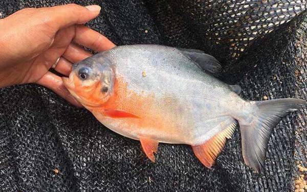 淡水白鲳是钓底还是钓浮?