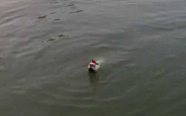 鳡鱼怎么钓上鱼快?