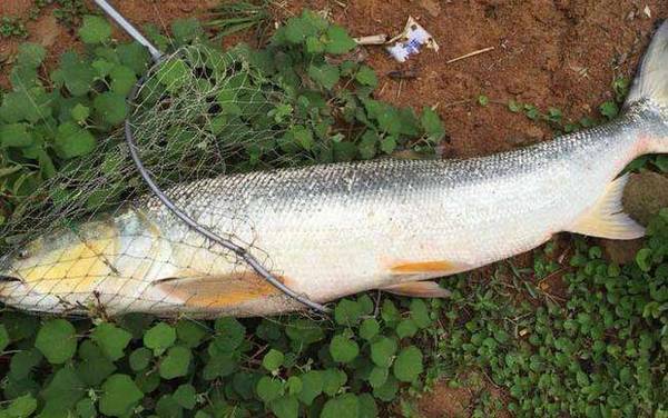 鳡鱼怎么钓上鱼快?