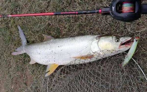 鳡鱼怎么钓上鱼快?