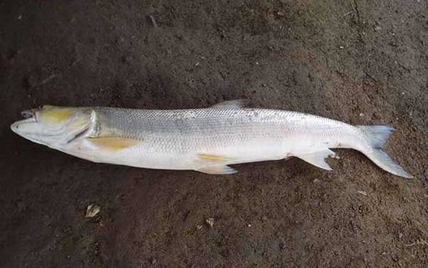 鳡鱼怎么路亚上鱼快?