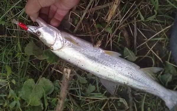 鳡鱼什么时间最好钓?