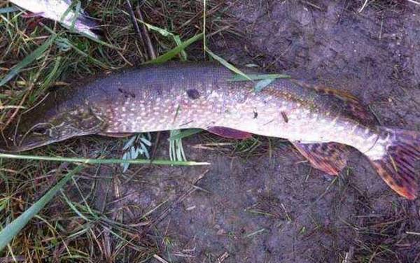 钓狗鱼最佳时间是什么时候?