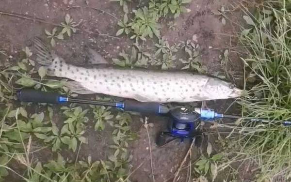 钓狗鱼最佳时间是什么时候?