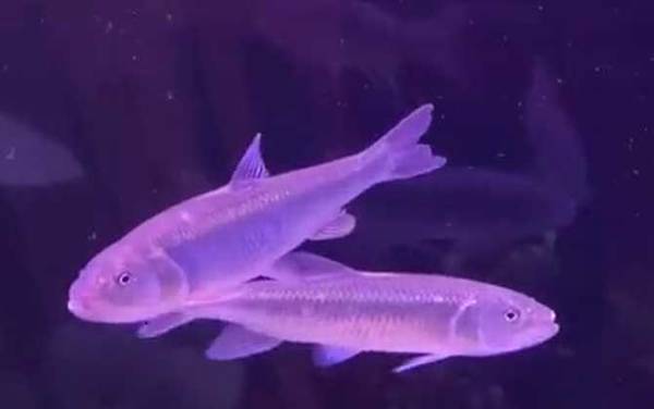 钓马口鱼最佳时间是什么时候?