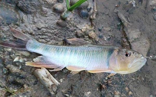 钓马口鱼最佳时间是什么时候?