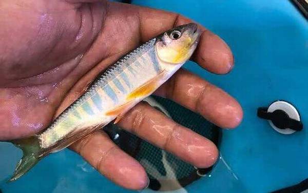 马口鱼是钓底还是钓浮?