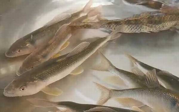 马口鱼是钓底还是钓浮?