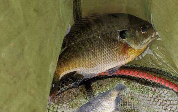 钓太阳鱼最佳时间是什么时候?