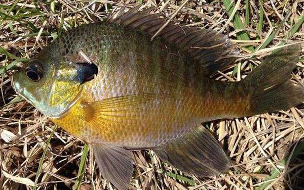 钓太阳鱼最佳时间是什么时候?