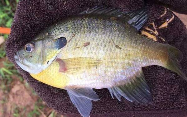 钓太阳鱼最佳时间是什么时候?