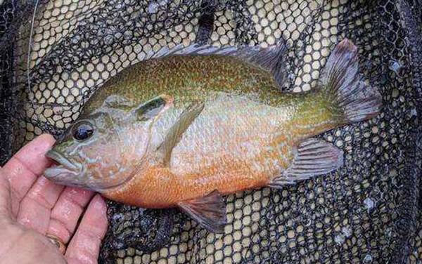 钓太阳鱼是钓底还是钓浮?