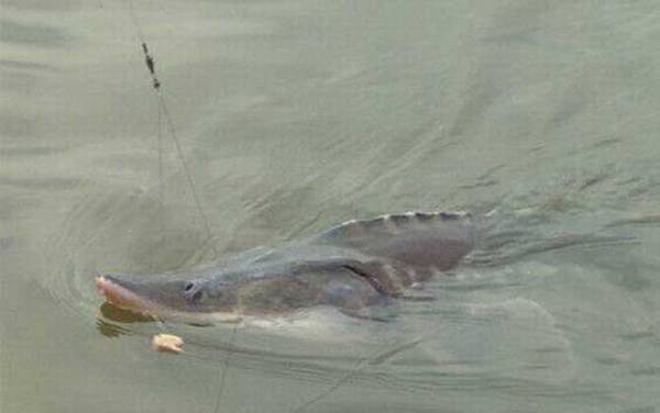 钓鲟鱼怎么钓上鱼快?