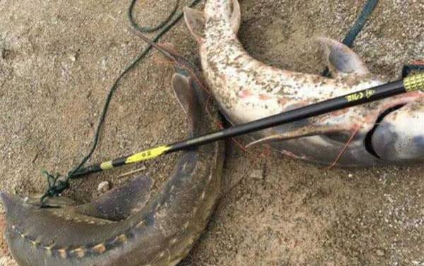 钓鲟鱼怎么钓上鱼快?