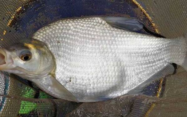 钓大鱼的最佳水深是多少?