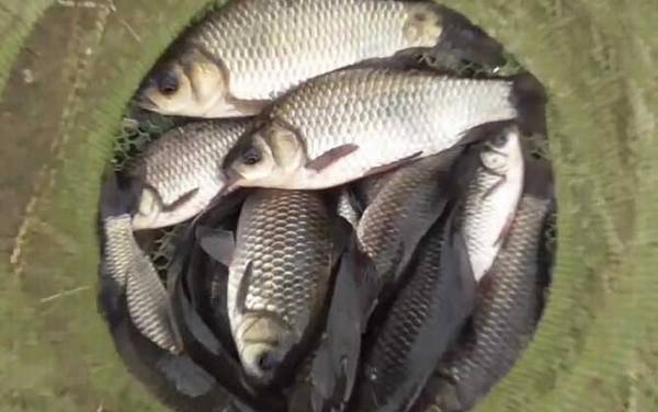 钓大鱼一定要钓底吗?