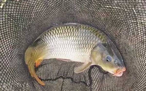 水库钓大鱼技巧和方法