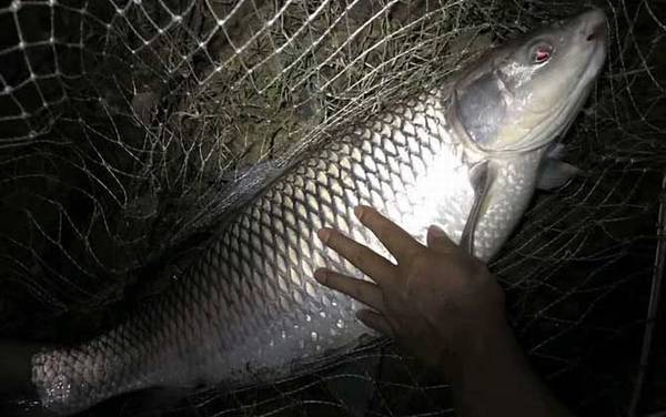 水库小鱼太多如何钓大鱼?