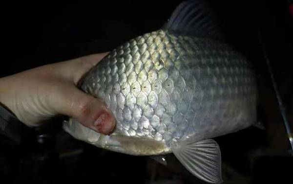 七星漂怎么用谷麦夜钓?