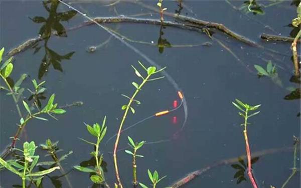 七星漂钓鱼怎样调漂?