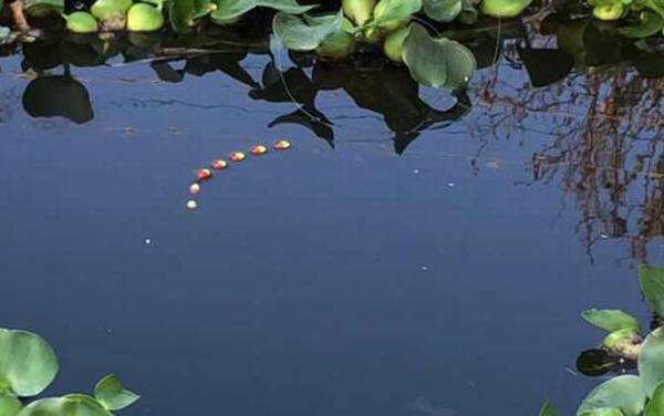 七星漂钓鱼怎样调漂?