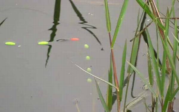 七星漂钓鱼怎样调漂?