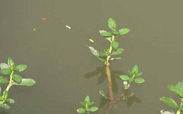 七星漂钓鲫鱼的技巧和方法