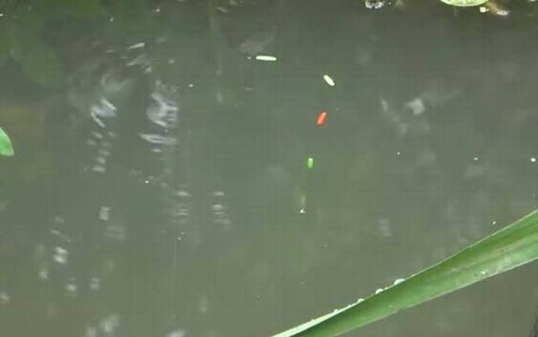 七星漂钓鲫鱼的技巧和方法