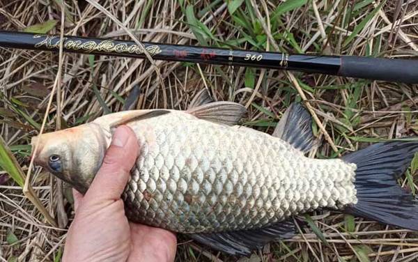 七星漂钓什么鱼最好?