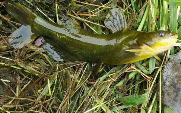 七星漂钓什么鱼最好?