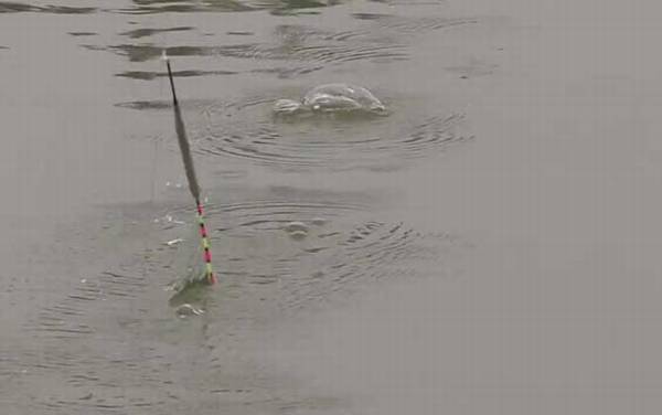 漂相是什么意思?