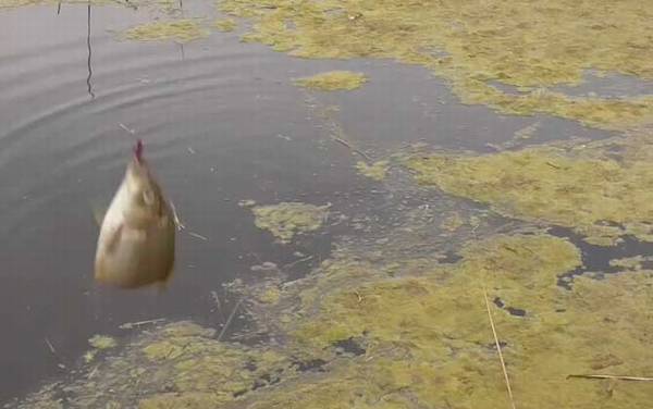 三月中旬适合钓鱼吗?