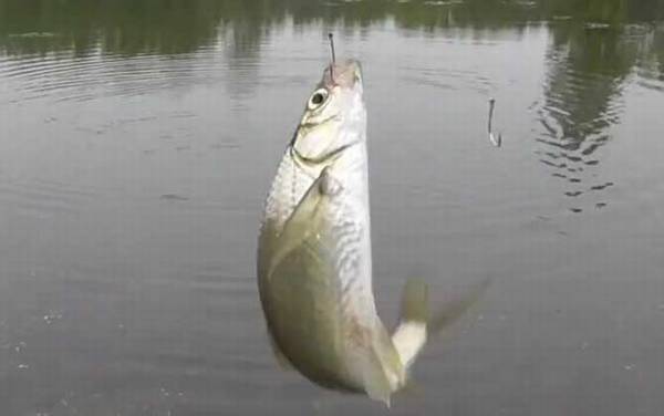 三月份刮什么风好钓鱼?