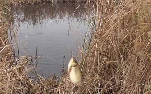 四月钓鱼最佳时间是什么时候?