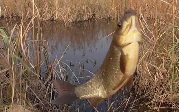 四月钓鱼钓深还是钓浅?