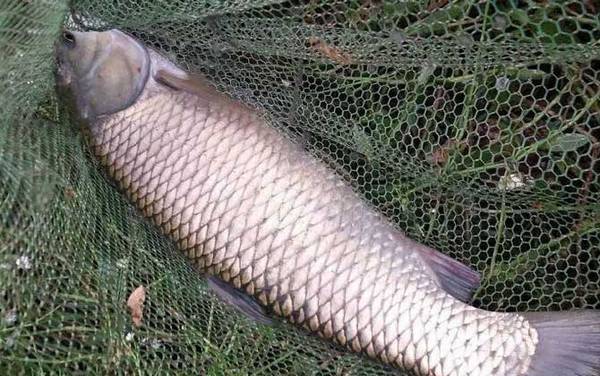 四月份可以钓鱼了吗?