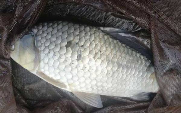 四月份阴天好钓鱼吗?