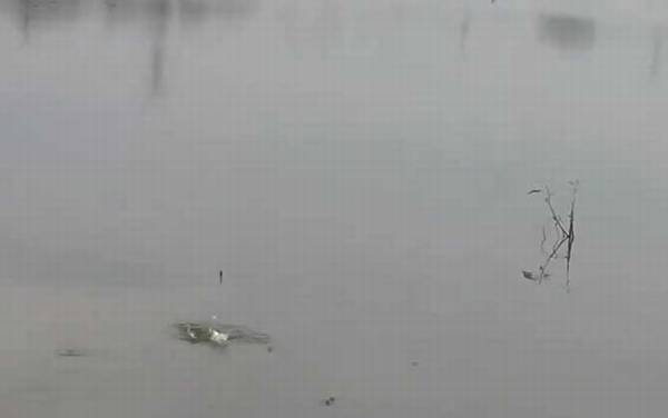 初夏钓鱼技巧及方法