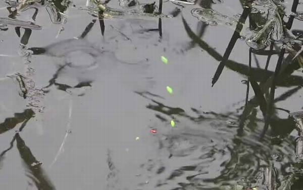 初夏钓鱼钓深水还是浅水?