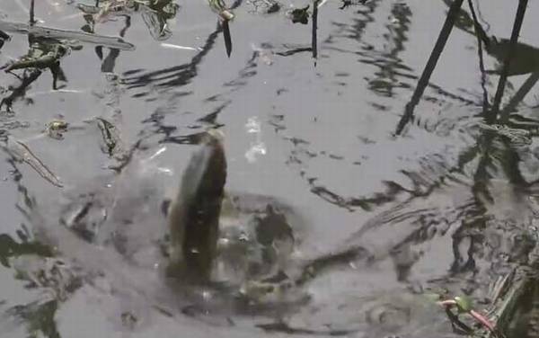 初夏钓鱼钓深水还是浅水?