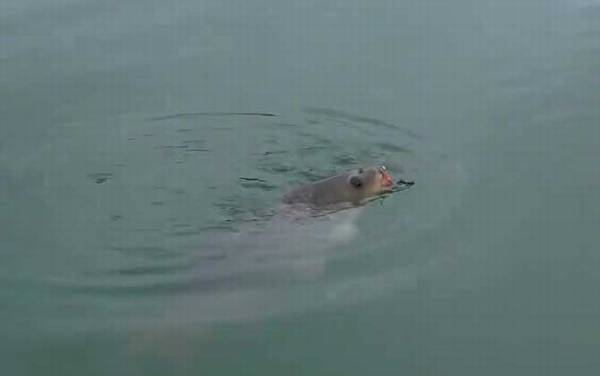 夏季钓鱼选择什么位置最好?