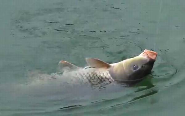 夏季钓鱼选择什么位置最好?